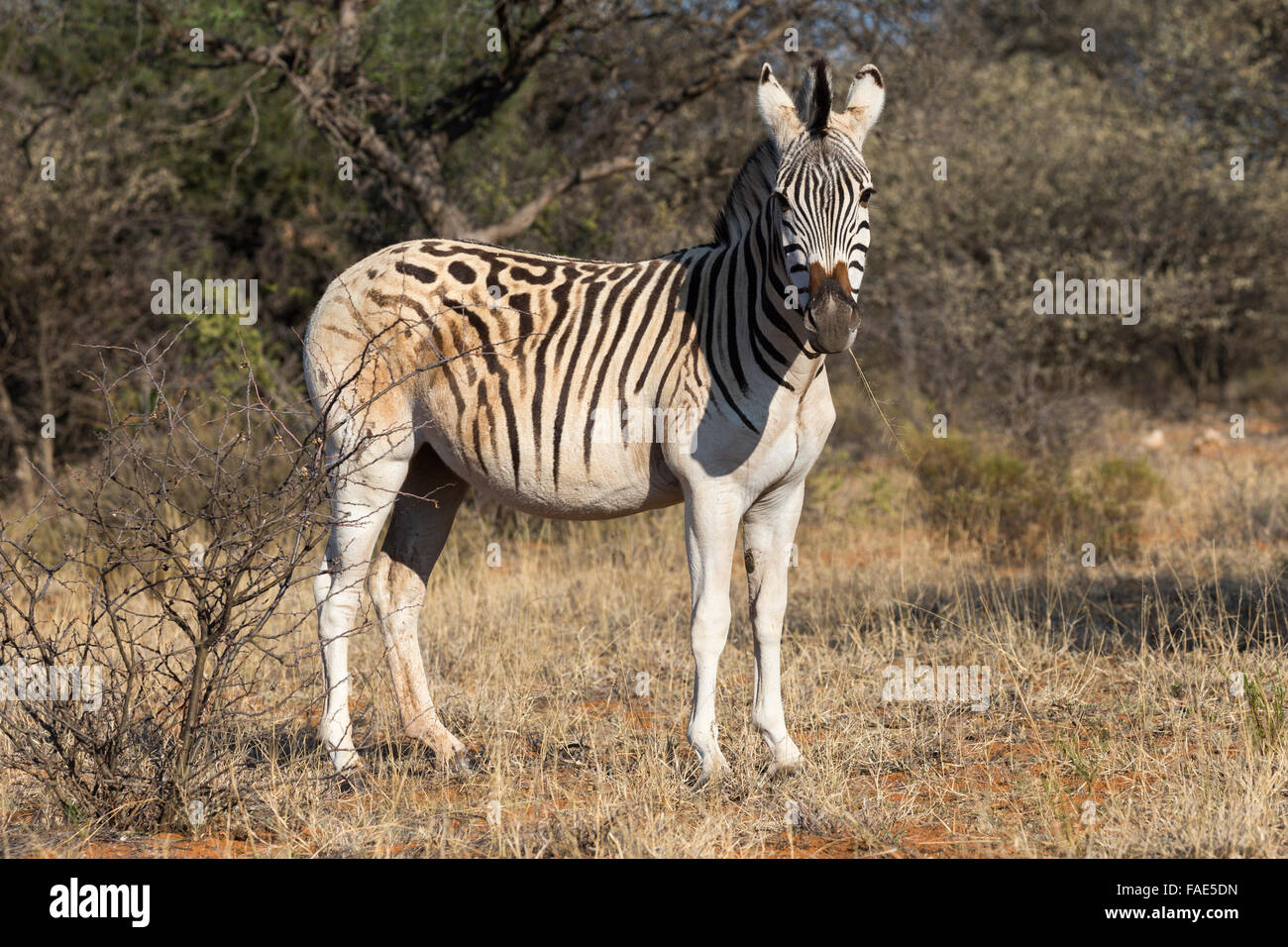 Blass-Psephotus Zebra (Equus Quagga) mit Quagga-ähnliche Eigenschaften, Mokala National Park, Südafrika Stockfoto