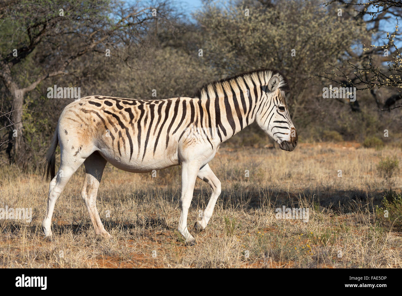Blass-Psephotus Zebra (Equus Quagga) mit Quagga-ähnliche Charakteristik, Mokala National Park, Südafrika Stockfoto