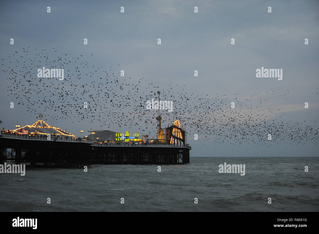 Starling Murmuration Brighton UK - EIN Murmeln von Tausenden von Staren bei Sonnenuntergang, als sie für den Abend unter Brighton Pier in Brighton, East Sussex, England zu nächten. Stockfoto