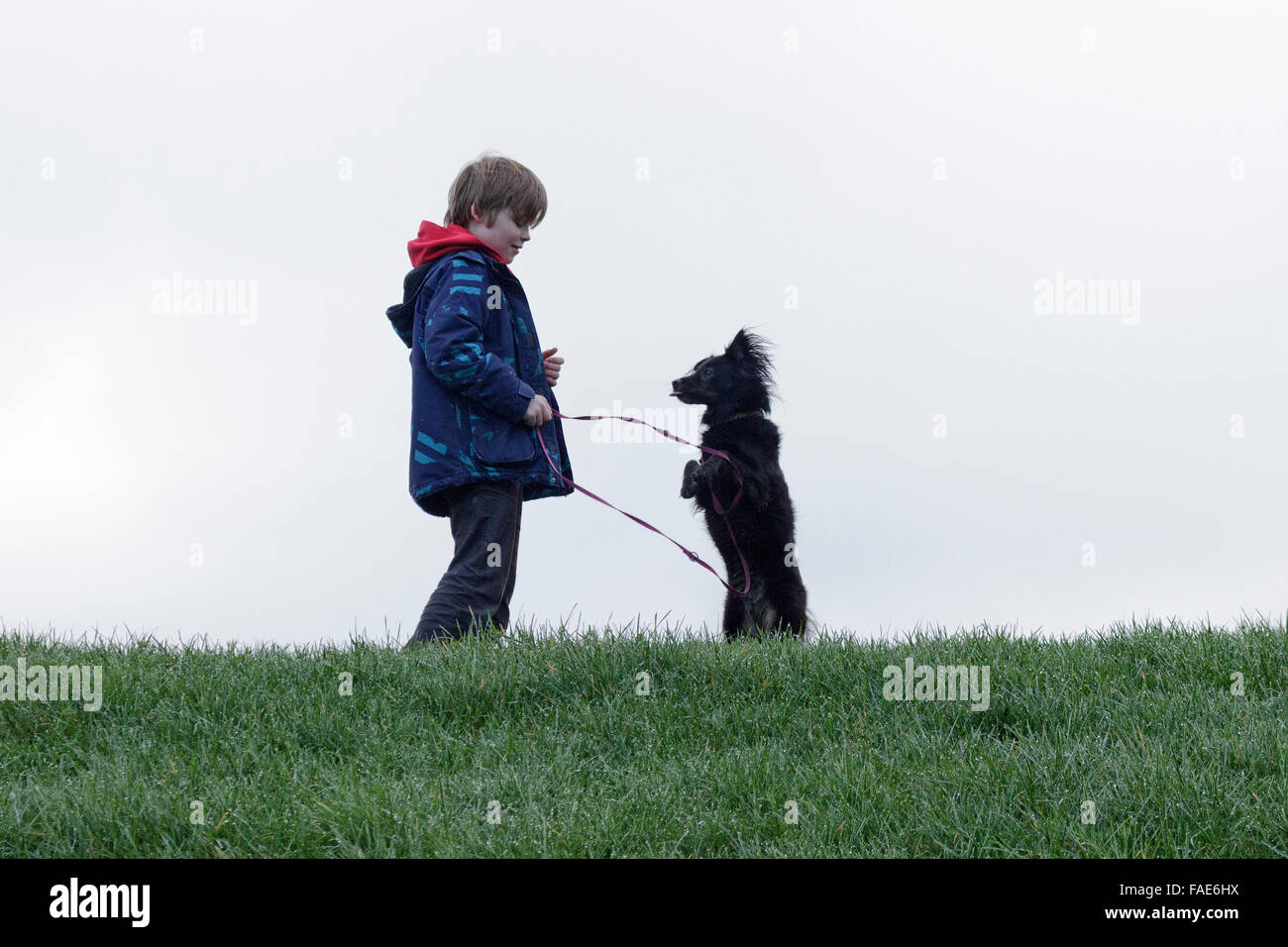 Junge und Hund sitzen und beg Stockfoto