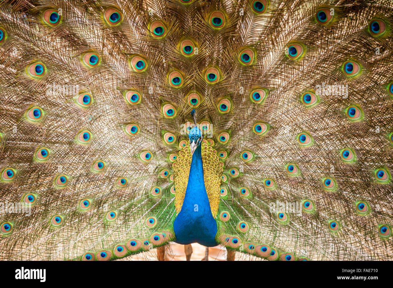 Hellen Pfau. Stockfoto