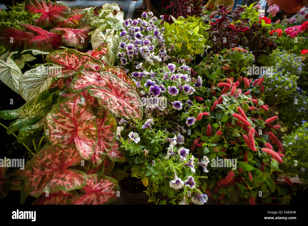Blumen zum Verkauf an einen örtlichen Bauernmarkt Stockfoto