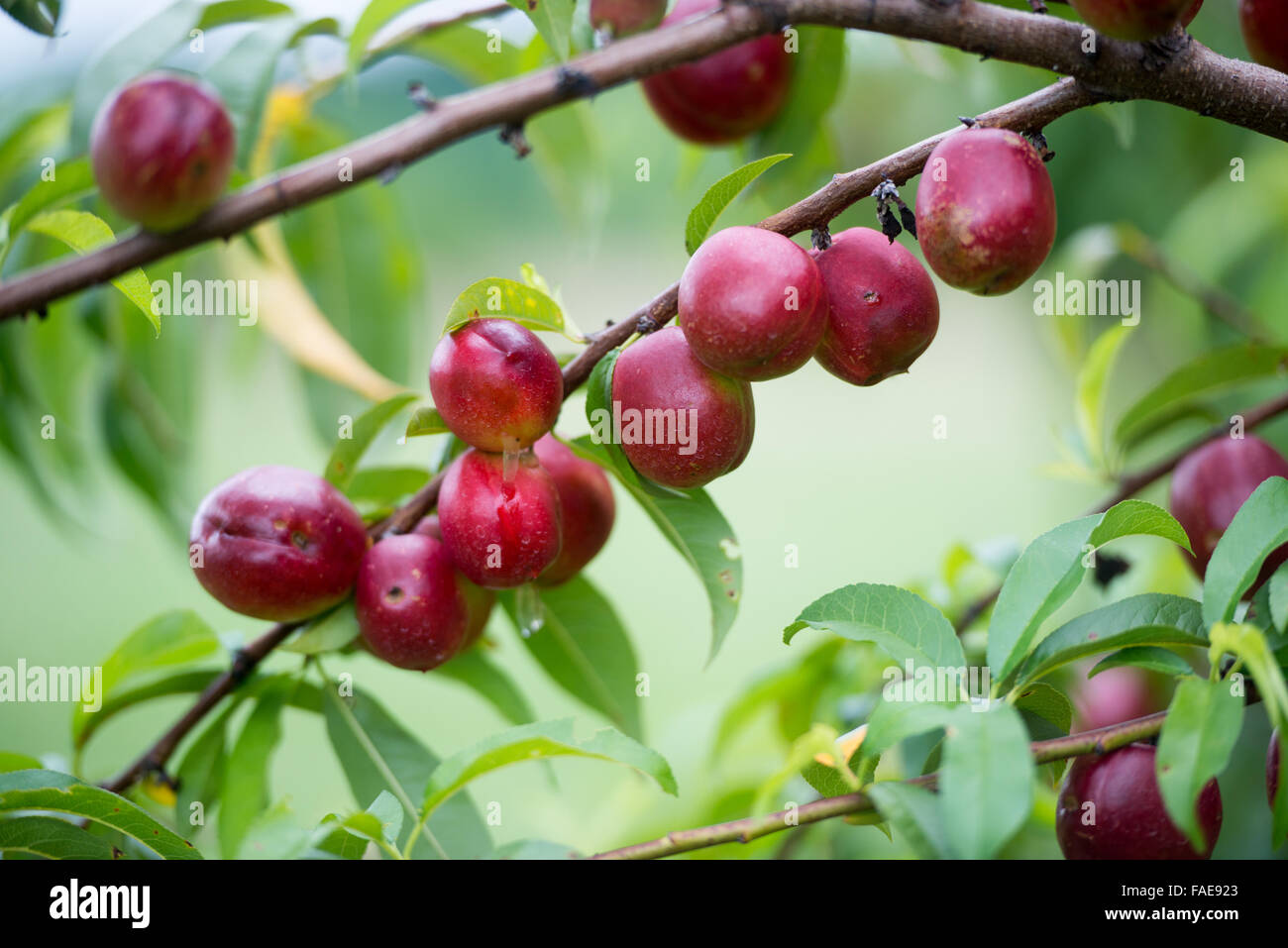 Pflaumen in einem Obstgarten wachsen Stockfoto