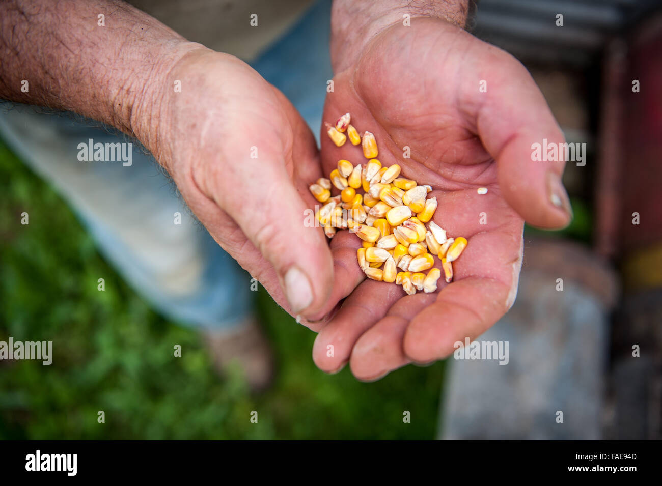Bauer hält sich eine Hand voll Mais Stockfoto