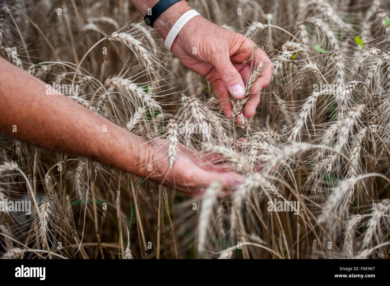 Hände, die Kommissionierung durch ein Feld von Weizen Stockfoto