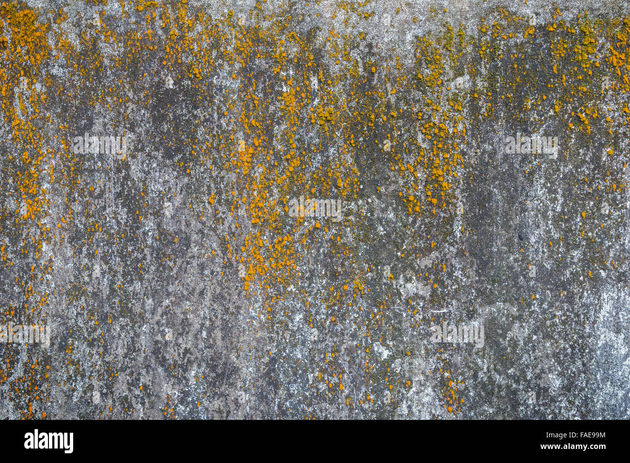 Verwittert und Alter graue Betonwand mit gelben Moos. Stockfoto
