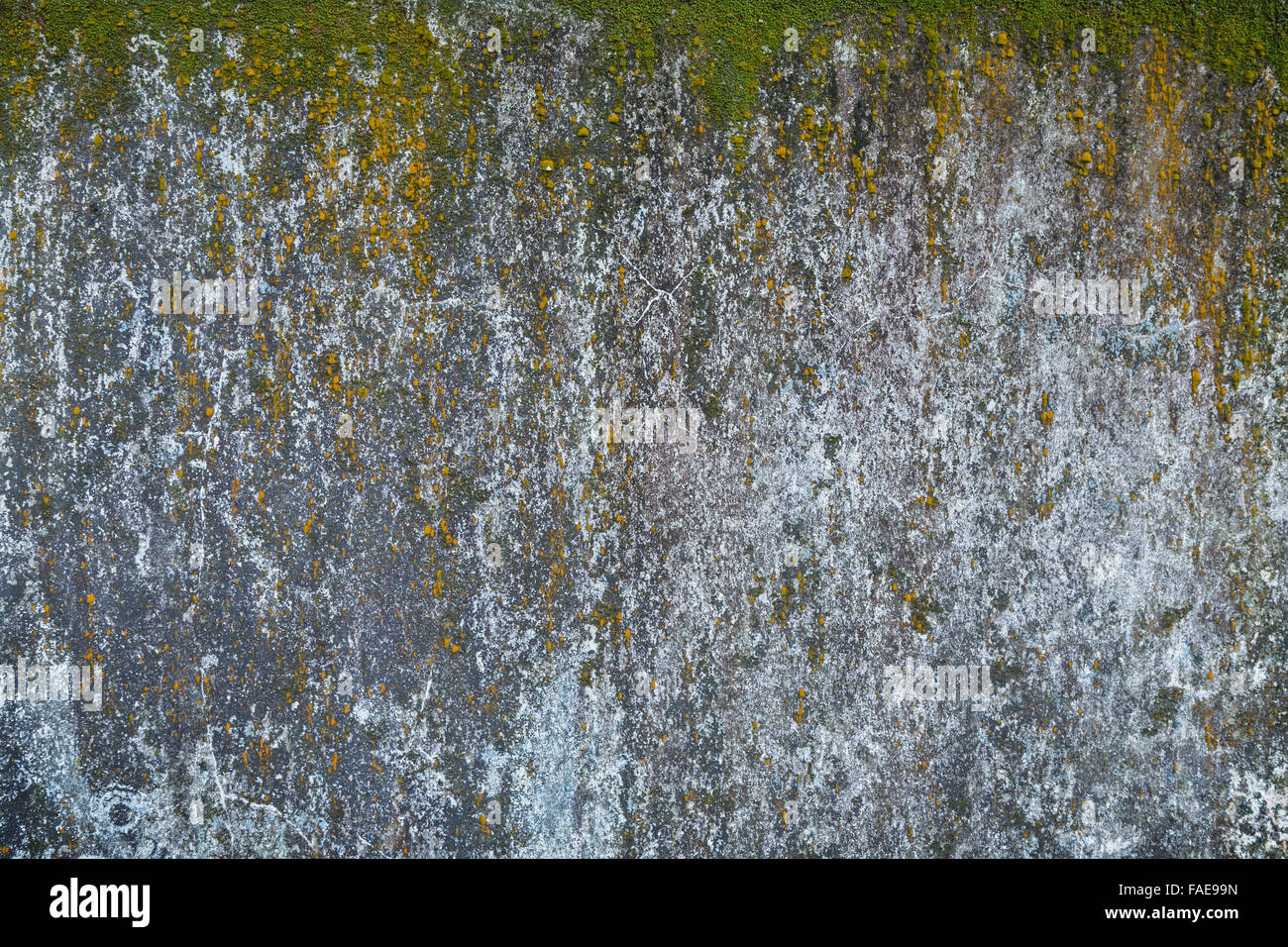 Verwittert und Alter graue Betonwand mit grünem Moos. Stockfoto