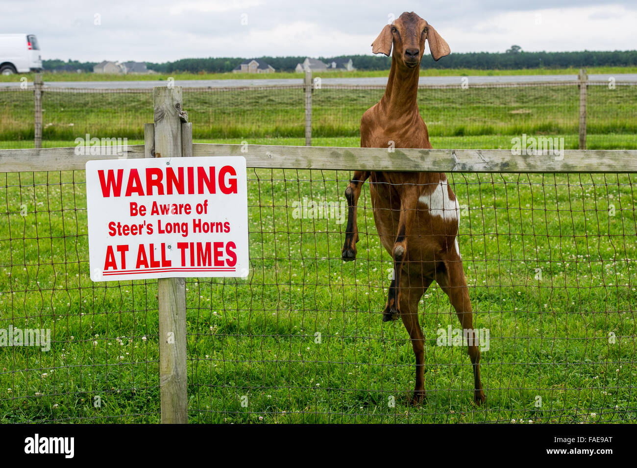 Ziege aufstehen gegen einen Zaun neben ein Warnsignal Stockfoto