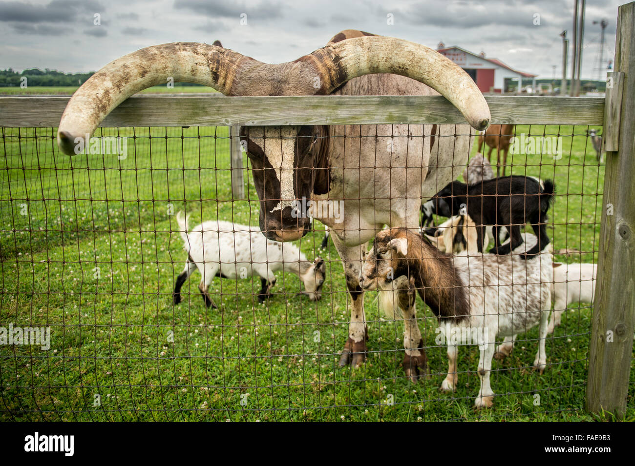 Wattusi ruht seine Hörner an einem Zaun mit Ziegen um ihn herum in Maryland Stockfoto
