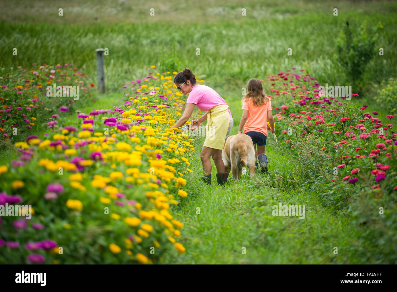 Frau und Tochter Blumenpflücken in einem Feld Stockfoto