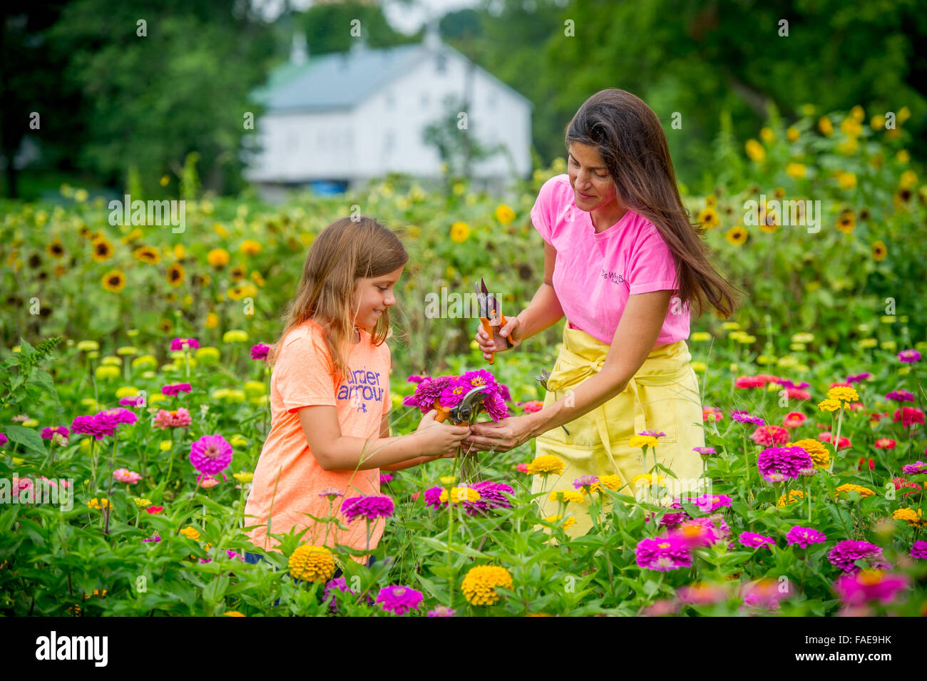 Frau und Tochter Blumenpflücken in einem Feld Stockfoto