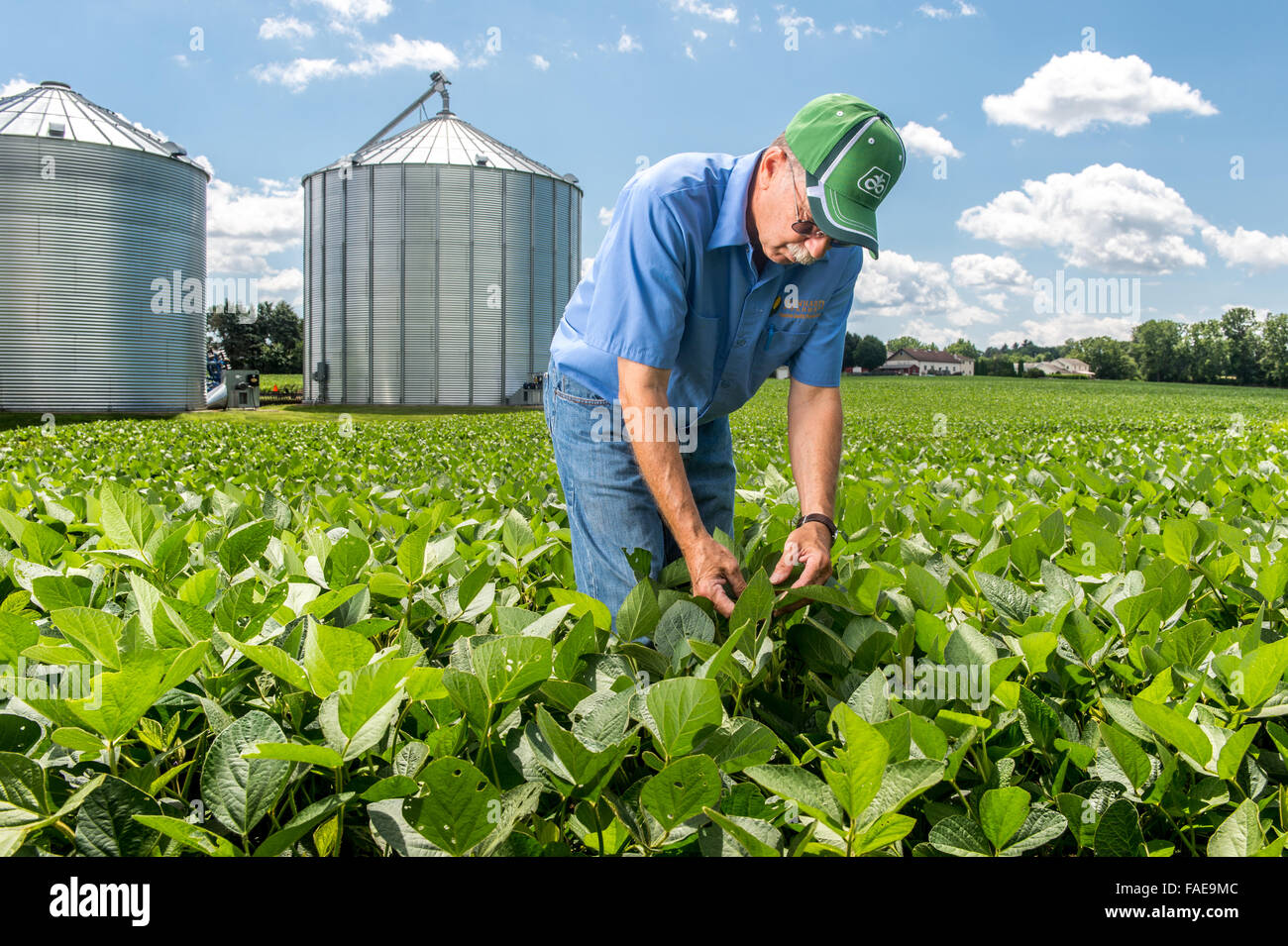 Landwirt Kommissionierung auf ein Feld des Grüns mit Silos hinter ihm Stockfoto