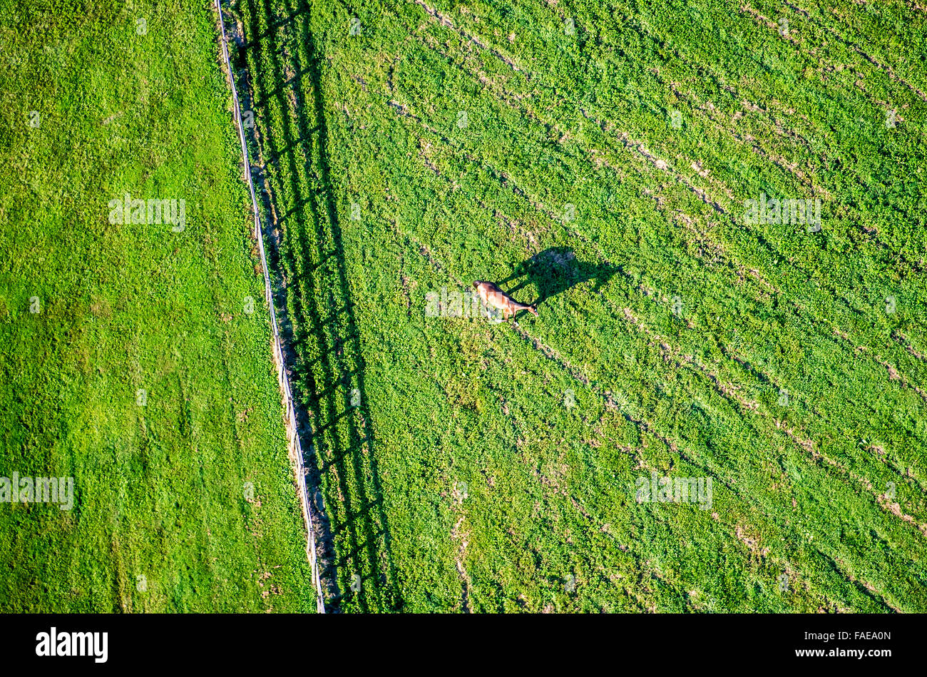 Luftbild Pferde grasen im Feld in der Dämmerung Stockfoto