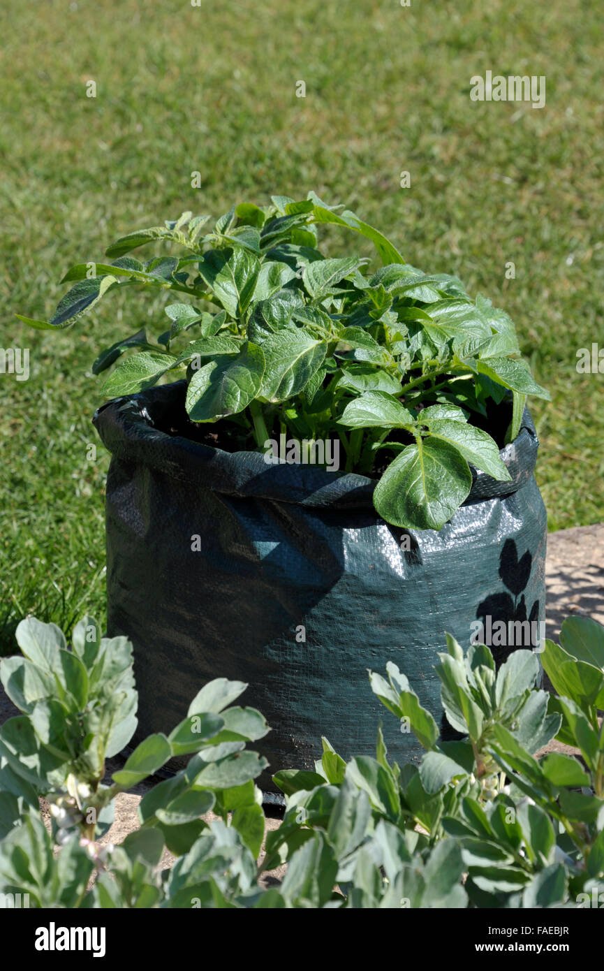 Container, die Kartoffeln in einem Platz sparenden Terrasse Tasche von Kompost gewachsen. Sorte Charlotte, eine wachsartige Salatsorte für Container geeignet. Stockfoto