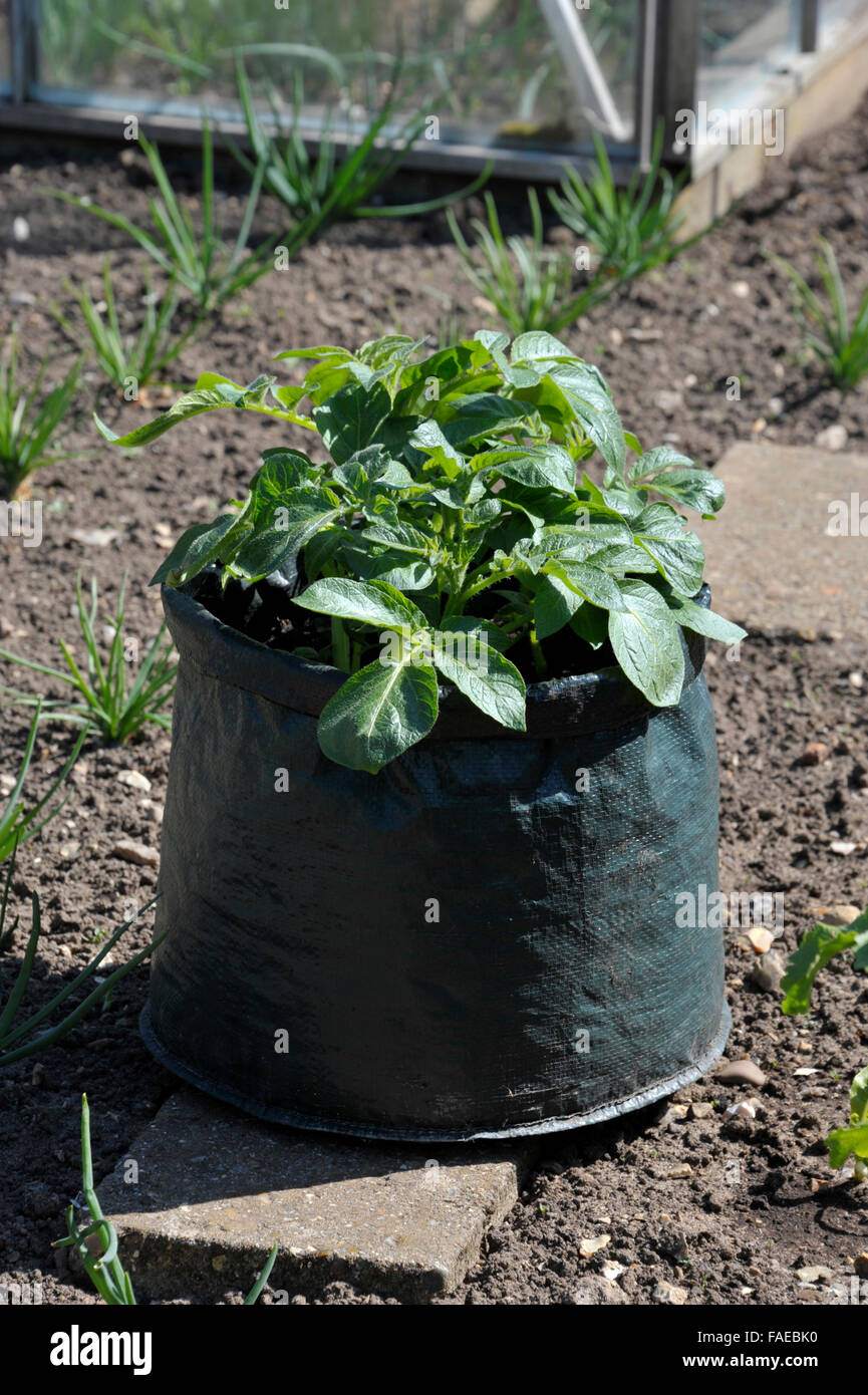 Container, die Kartoffeln in einem Platz sparenden Terrasse Tasche von Kompost gewachsen. Sorte Charlotte, eine wachsartige Salatsorte für Container geeignet. Stockfoto