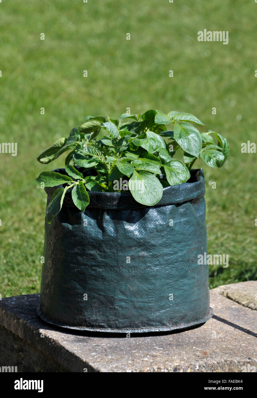 Container, die Kartoffeln in einem Platz sparenden Terrasse Tasche von Kompost gewachsen. Sorte Charlotte, eine wachsartige Salatsorte für Container geeignet. Stockfoto