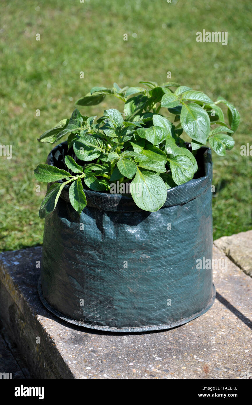 Container, die Kartoffeln in einem Platz sparenden Terrasse Tasche von Kompost gewachsen. Sorte Charlotte, eine wachsartige Salatsorte für Container geeignet. Stockfoto