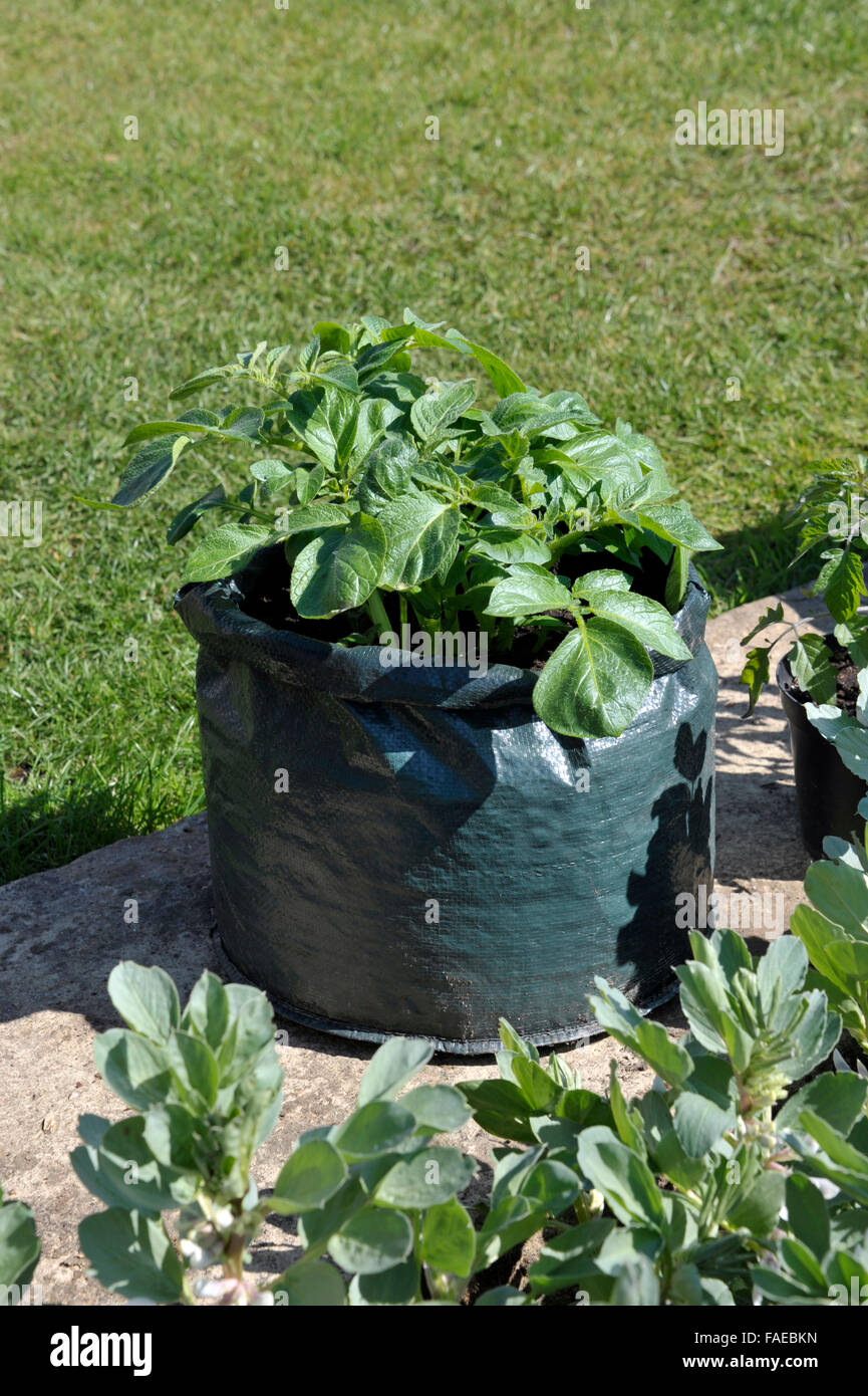 Container, die Kartoffeln in einem Platz sparenden Terrasse Tasche von Kompost gewachsen. Sorte Charlotte, eine wachsartige Salatsorte für Container geeignet. Stockfoto
