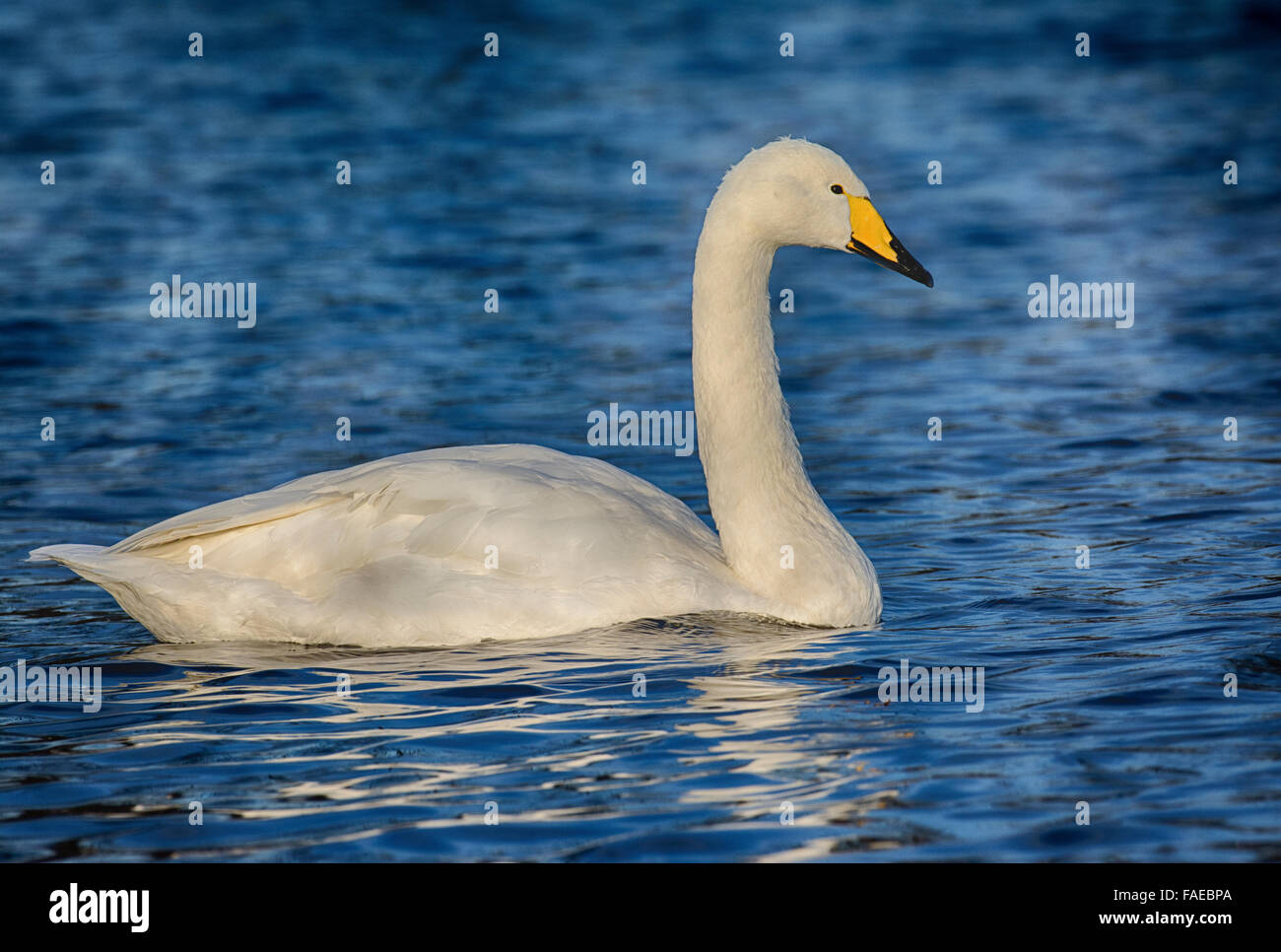 Singschwan Stockfoto