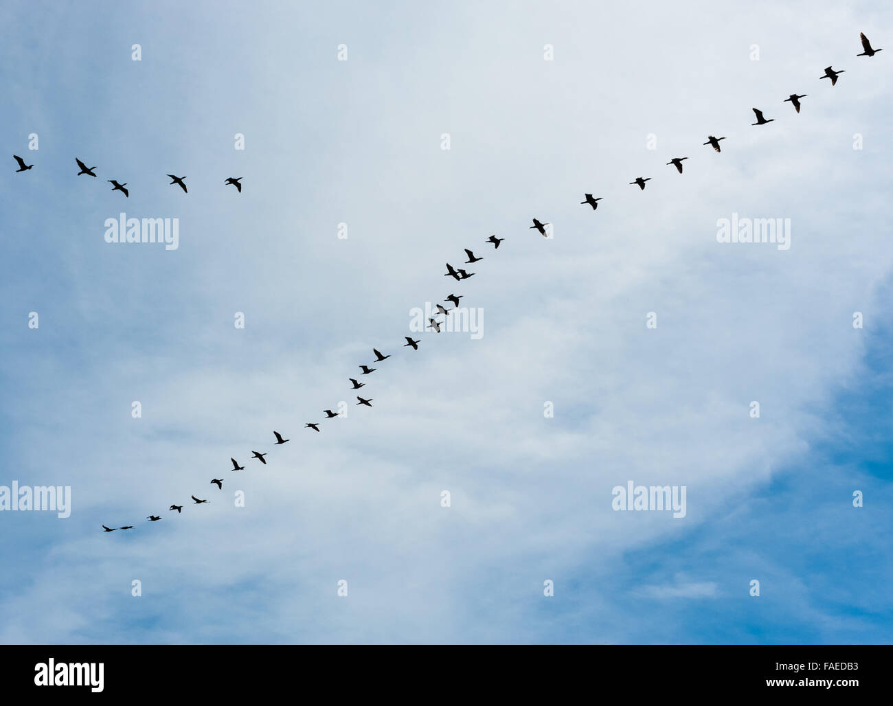 Herde von vielen Schwarzen Kormoran Vögel fliegen nach rechts in Echelon Bildung an bewölkten Himmel. Stockfoto