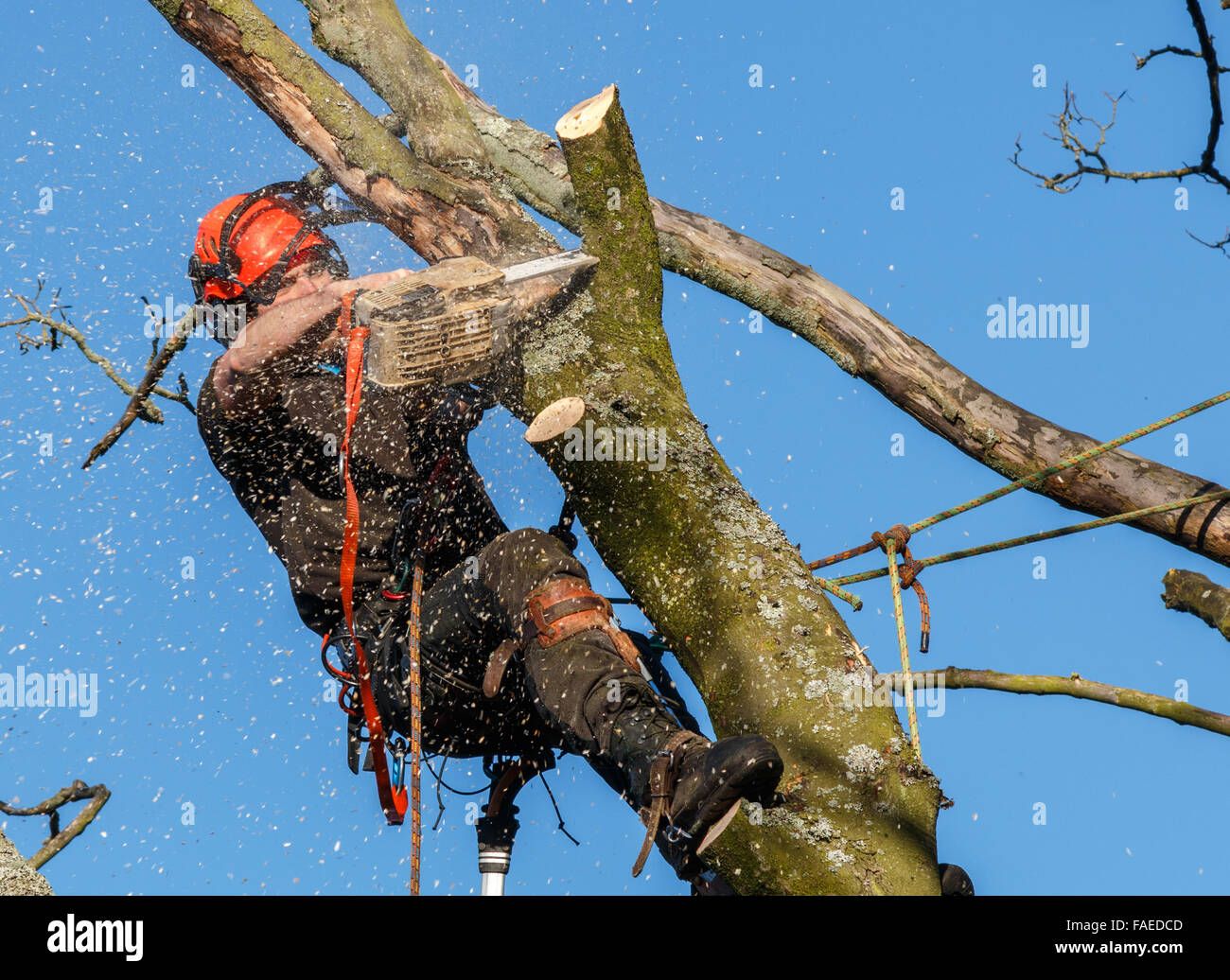Kettensäge im Einsatz durch ein Baumpfleger hoch oben in einem Baum wird gefällt.  Sägemehl und Späne fliegen. Ein Baum-Zweig wird mit einer Kettensäge geschnitten werden Stockfoto