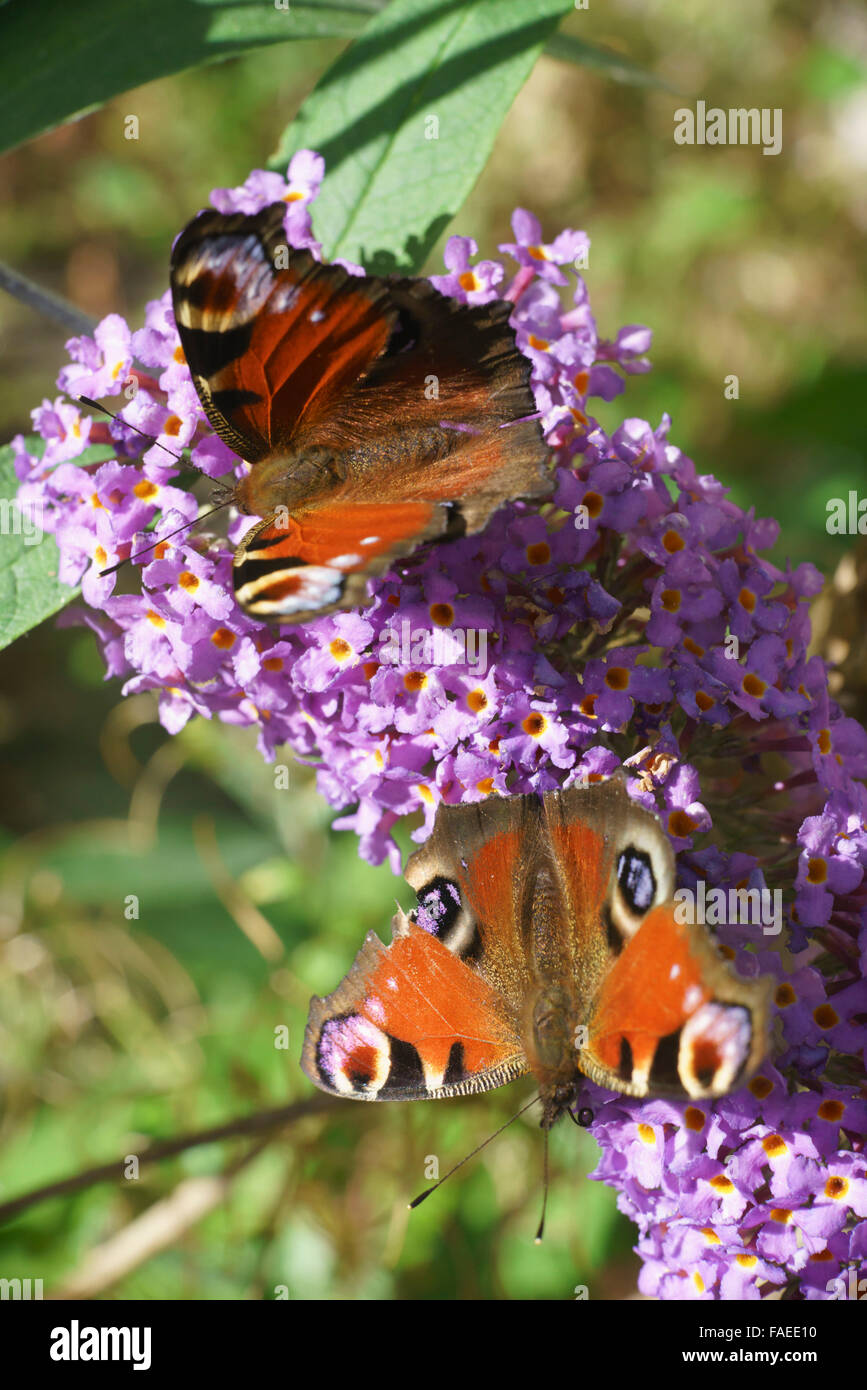 Spät aufstrebenden Pfau Schmetterlinge ernähren sich von Nektar aus einer "Schmetterlingsstrauch" Sommerflieder in Schottland im frühen Herbst Stockfoto