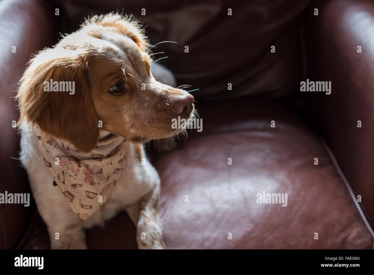 Haustier Hund tragen Kopftuch Stockfoto