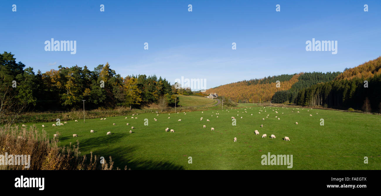 Herbst im Tal Whiteadder, Lammermuir Hügel, Berwickshire, Schottland Stockfoto