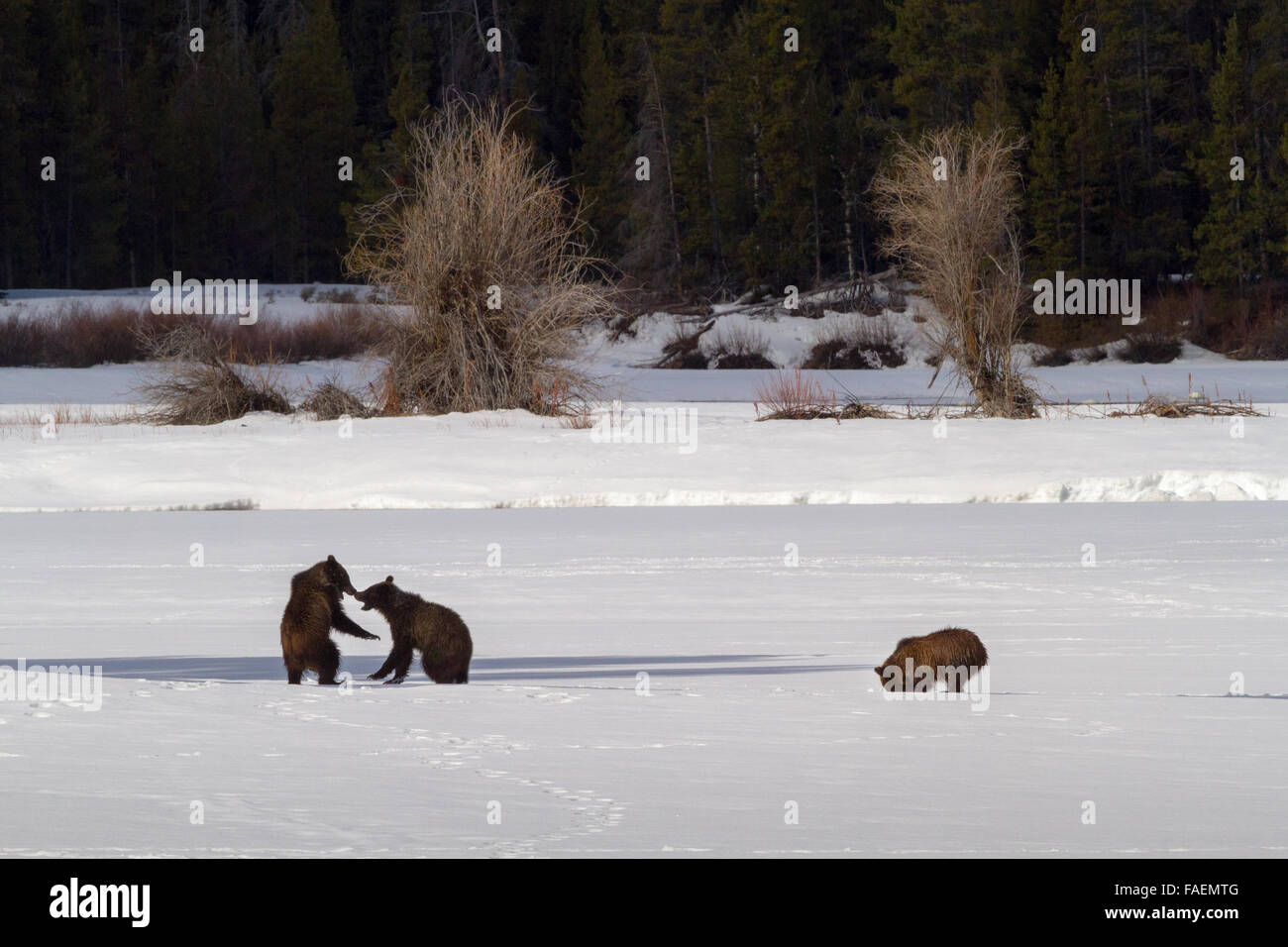 Grizzly Bear #610 des Grand Teton National Park spielt mit einem ihrer drei jungen auf dem gefrorenen Eis von Oxbow Bend. Stockfoto