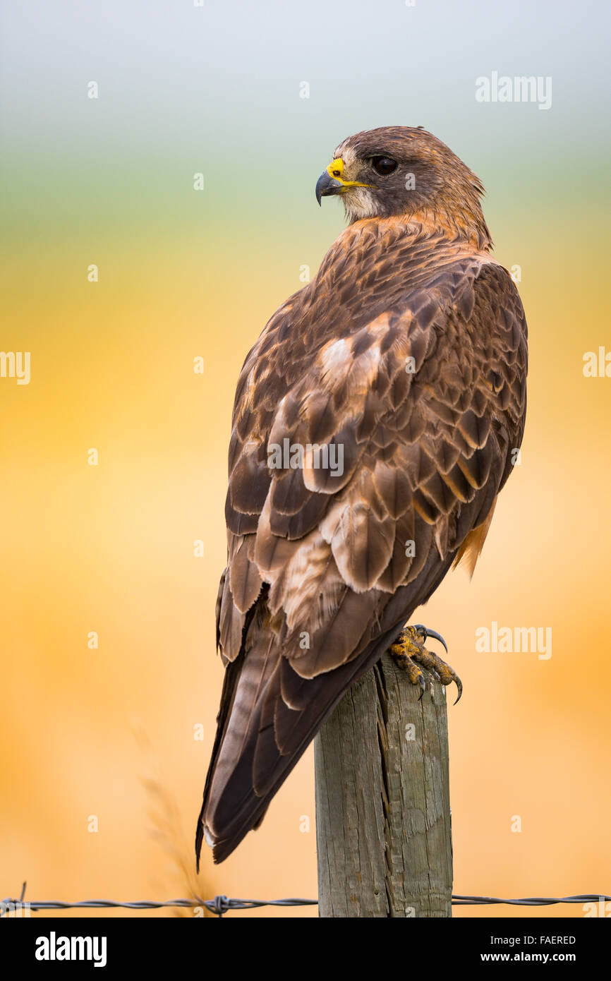 Swainson's Hawk thront auf einem Zaunpfahl in die Ländereien von Alberta, Kanada Stockfoto