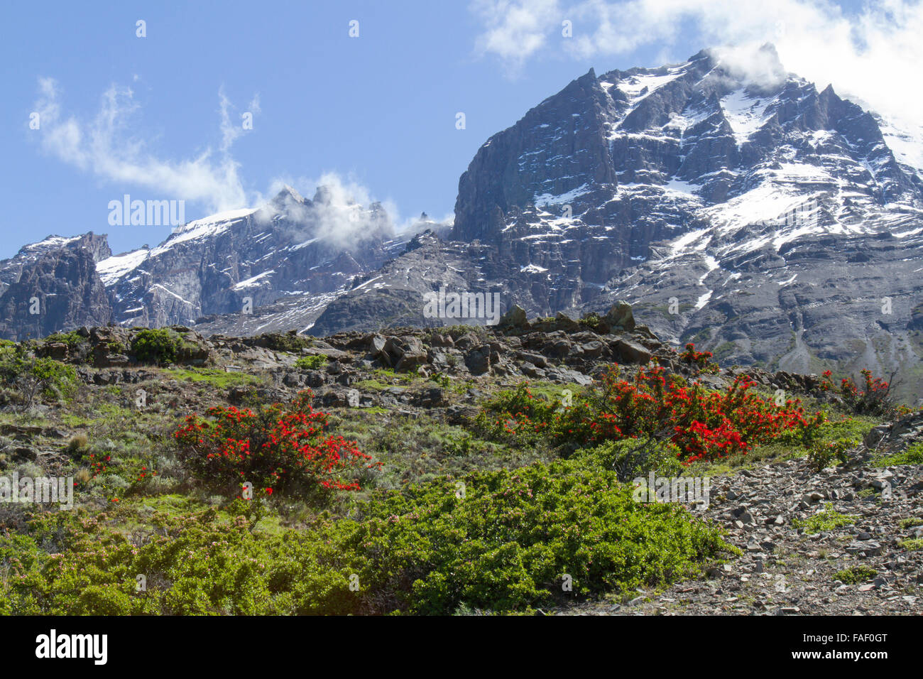 Feuern Sie Büsche blühen im Nationalpark Torres del Paine im Frühling Patagonien, Chile. Stockfoto