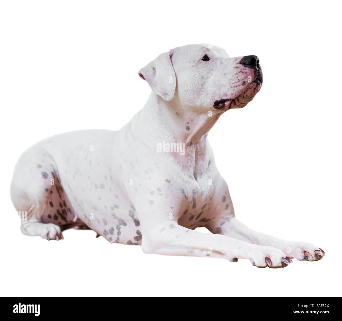 Dogo Argentino liegen. Auf weißem Hintergrund Stockfoto