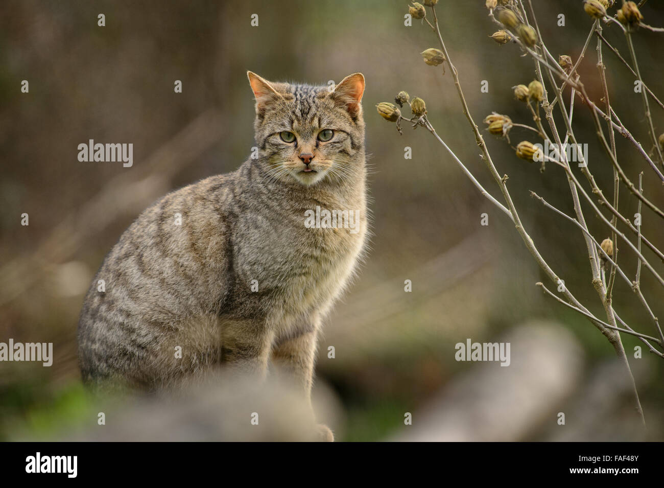 Europäische Wildkatze (Felis Silvestris Silvestris) Stockfoto
