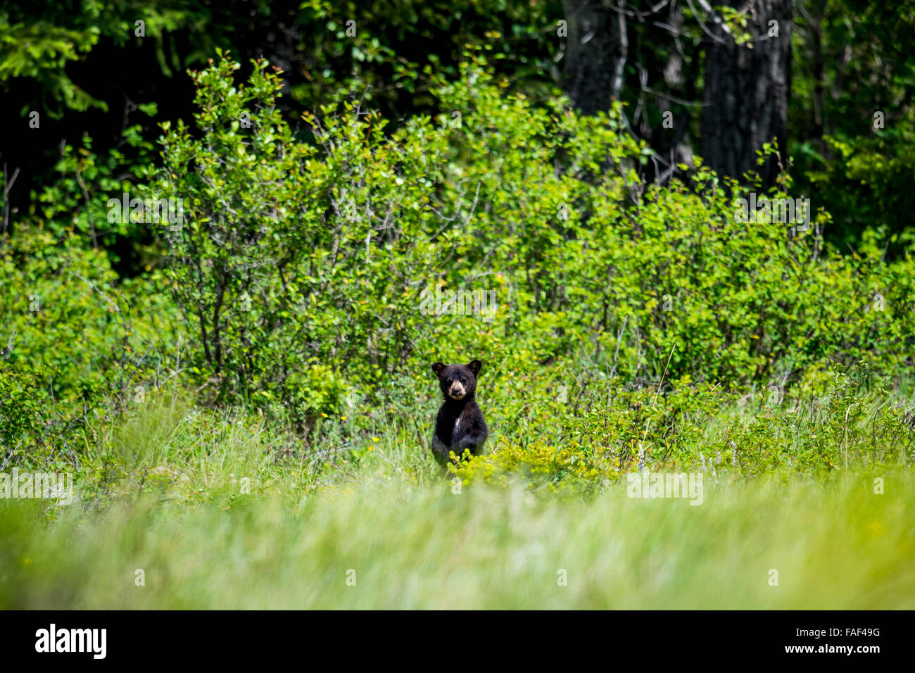 Neugierig Black Bear Cub stehen in hohe Gräser, Waterton Nationalpark Alberta Kanada Stockfoto