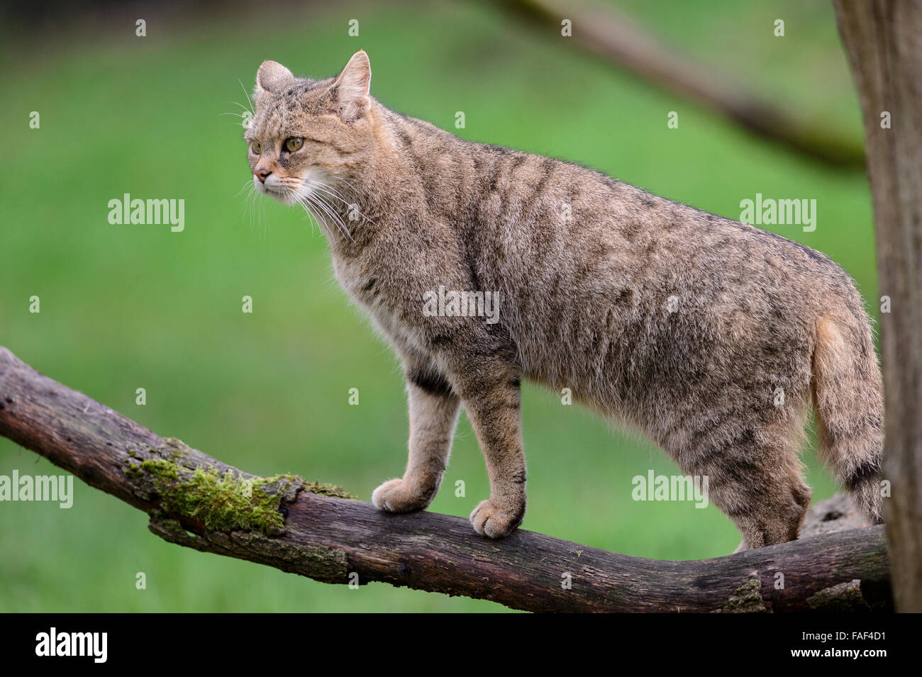 Europäische Wildkatze (Felis Silvestris Silvestris) Stockfoto