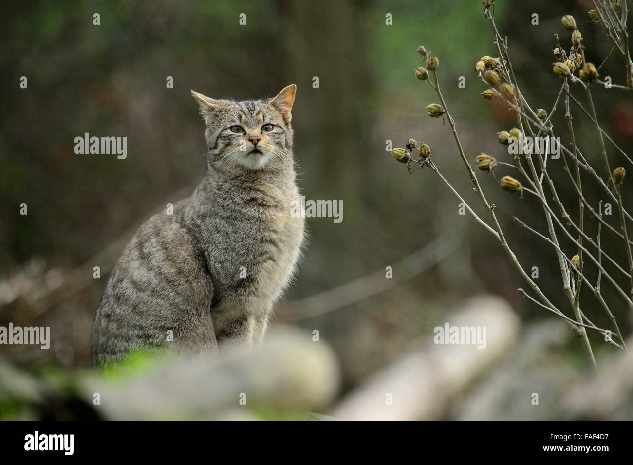 Europäische Wildkatze (Felis Silvestris Silvestris) Stockfoto