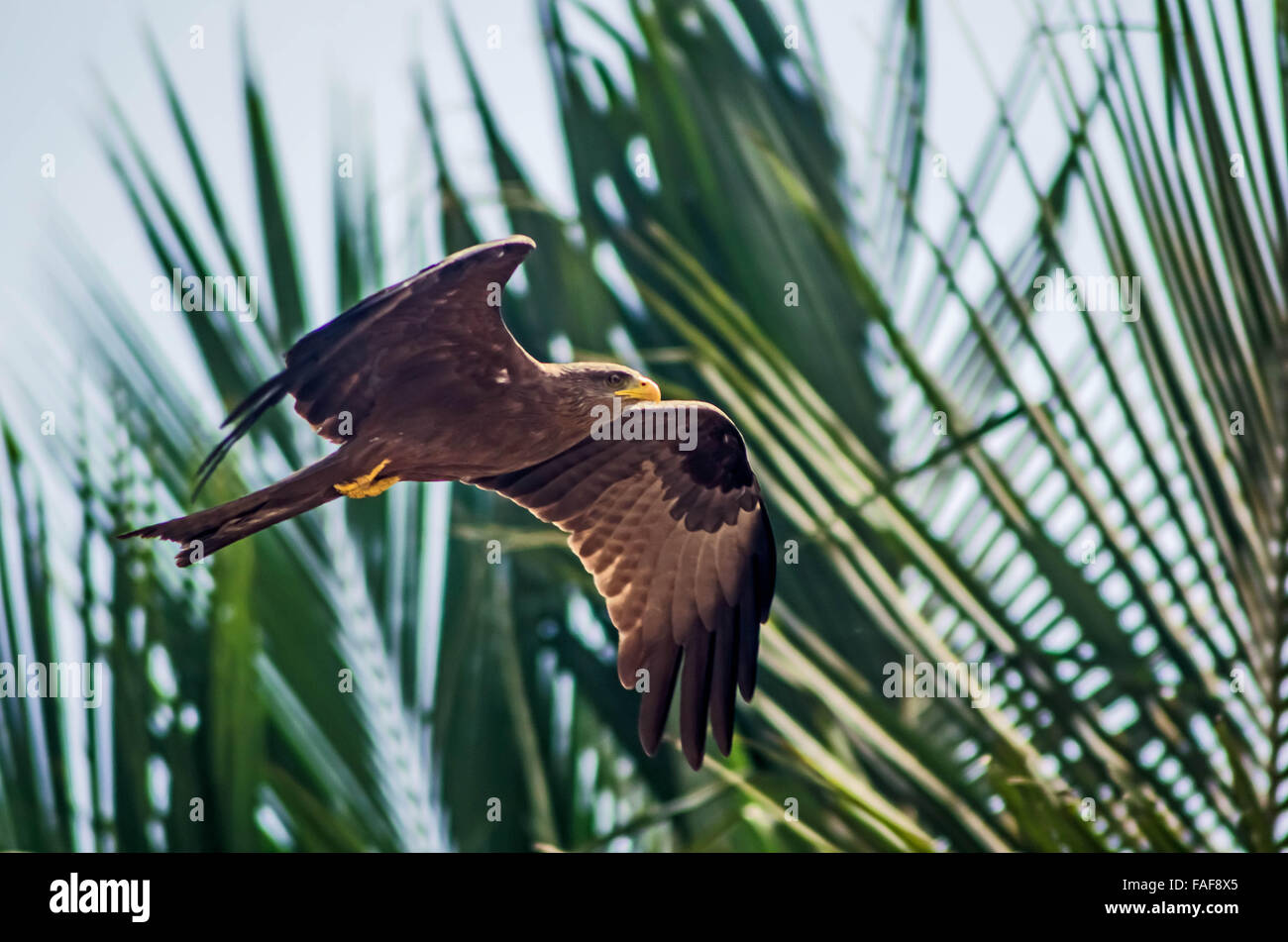 Ein Falke im Flug in Yele in Sierra Leone. Stockfoto