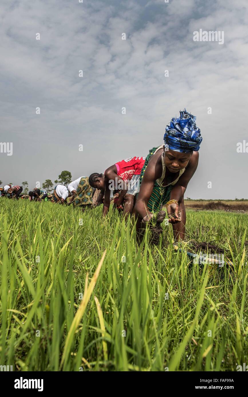 Frauen neigen dazu, ihre Reisernte in der Nähe von Bo in Sierra Leone. Stockfoto