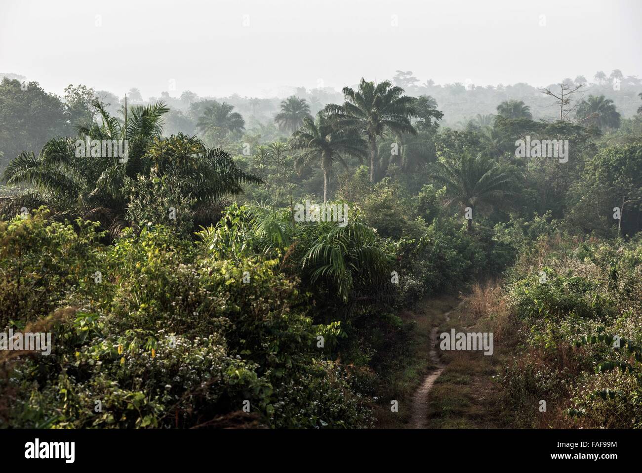 Sierra Leone-Landschaft in der Nähe von Bo. Stockfoto