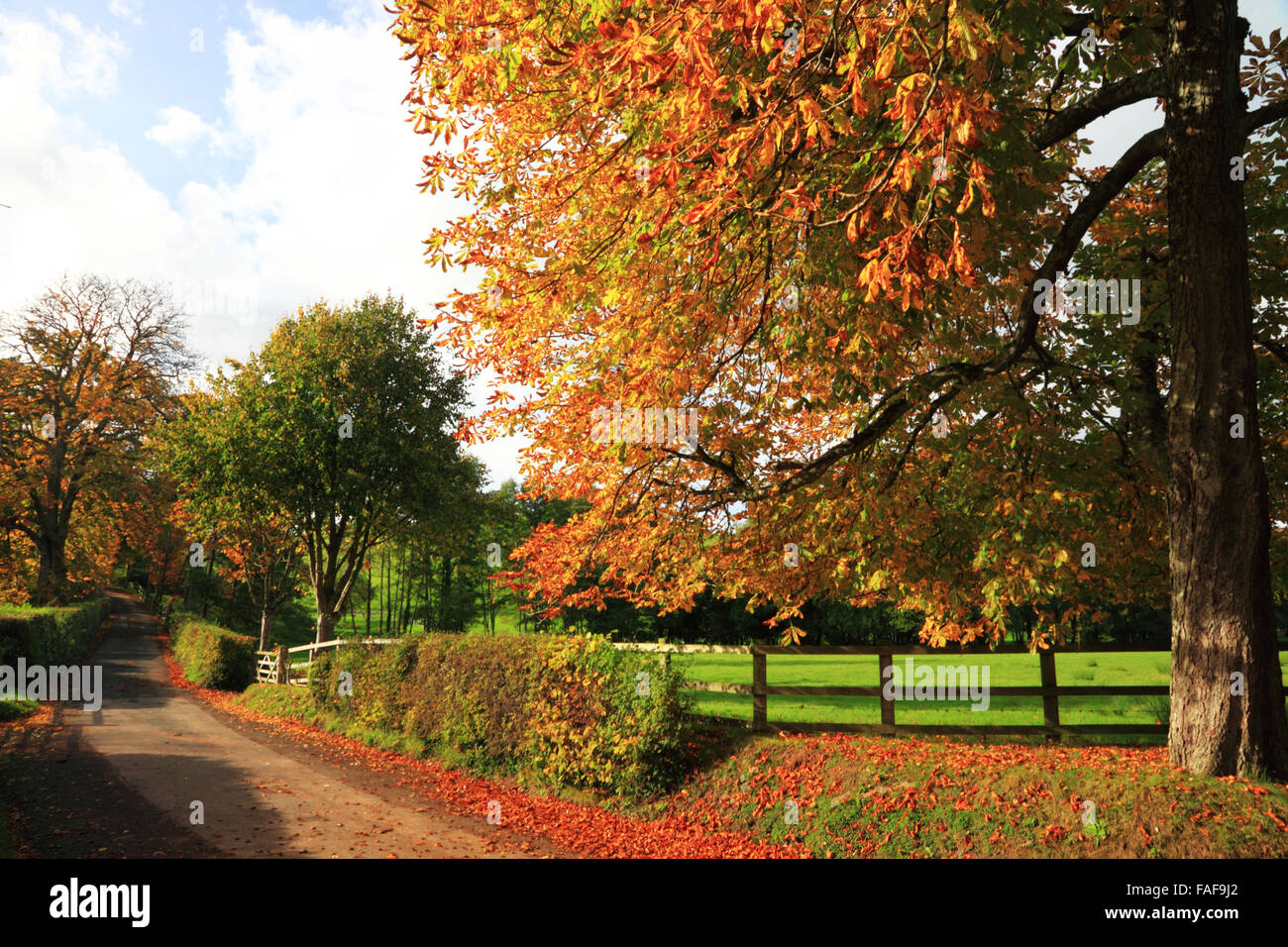 Herbst kommt es zu einer Devon-Gasse in der Nähe von Dunsford, Devon. Stockfoto