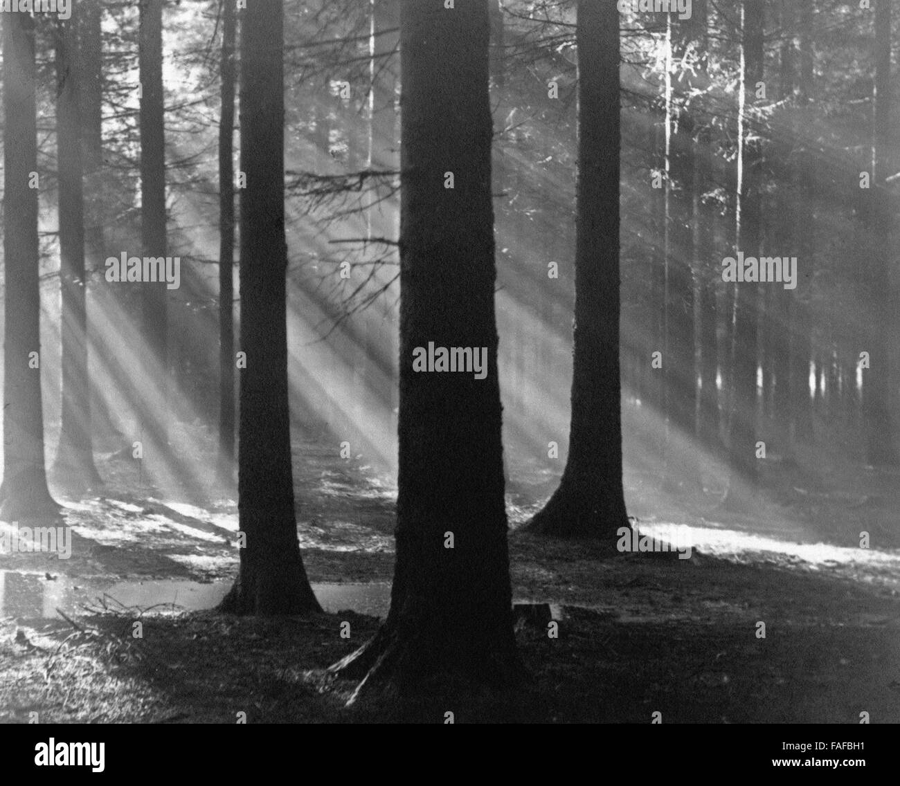 Sonnenstrahlen gefallen am Frühen Morgen Durch Ein Waldstück, 1930er Jahre Deutschland. Sunbeams Blick durch ein Wäldchen am Morgen, Deutschland der 1930er Jahre. Stockfoto