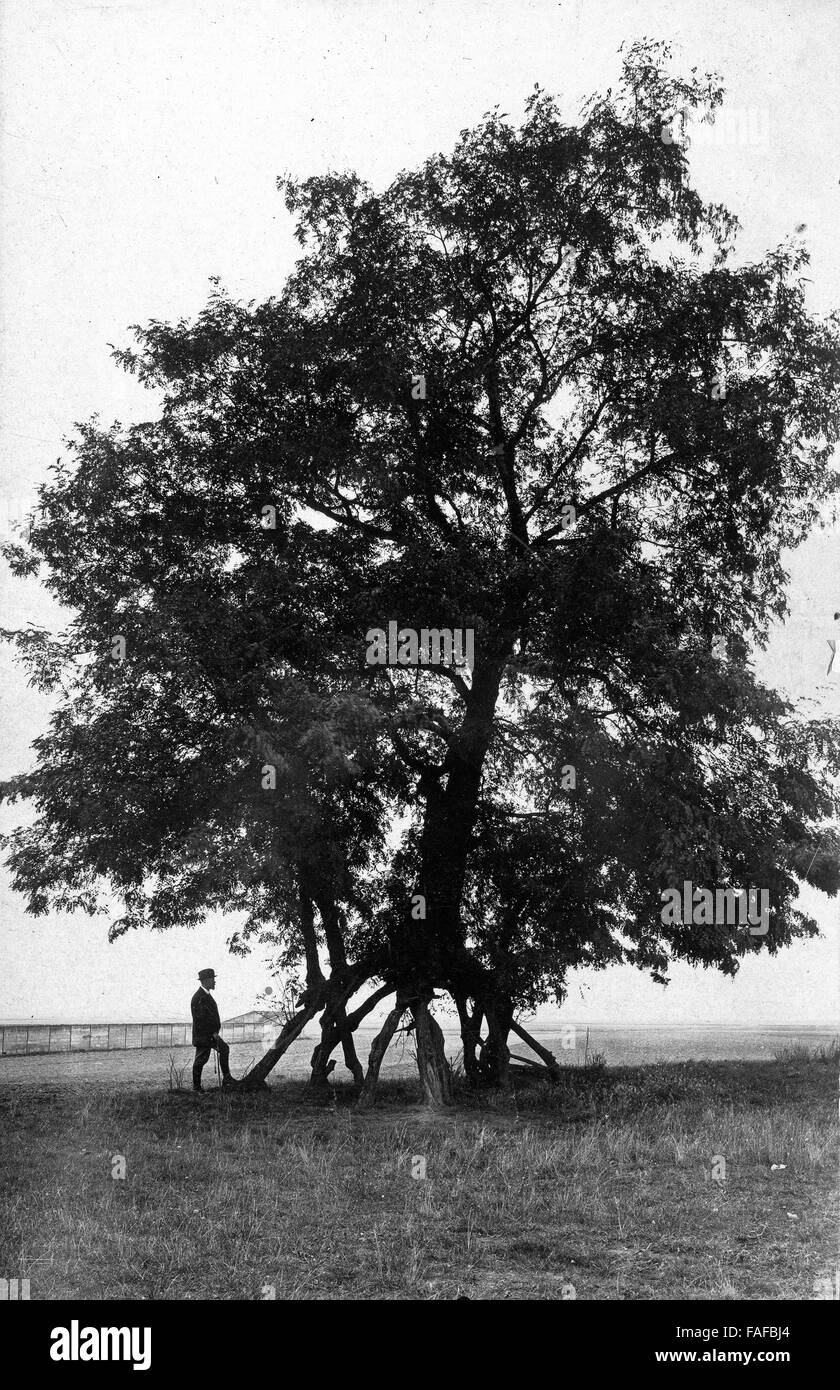 Stelzenakazie Bei Bnn, 1920er Jahre Deutschland. Stelzenläufer Akazie in der Nähe von Bonn, Deutschland 1920. Stockfoto