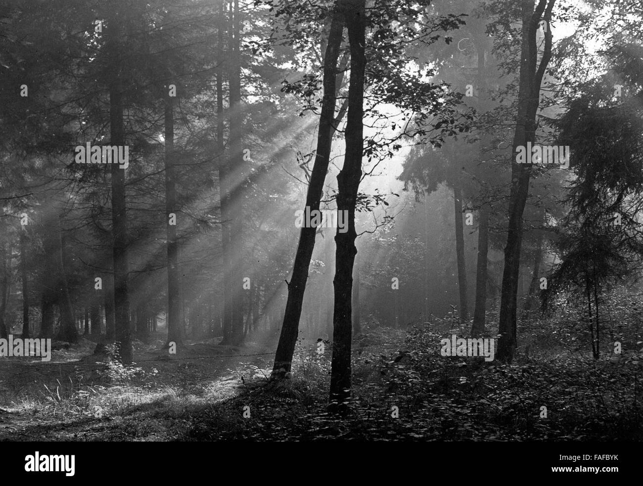 Sonnenstrahlen Brechen Sich Ihren Weg Durch Einen Wald bin Morgen, 1930er Jahre Deutschland. Sonnenstrahlen kommen durch einen Wald in den Morgen, Deutschland der 1930er Jahre. Stockfoto