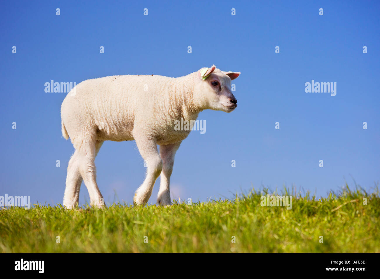 Eine niedliche kleine Lammfleisch von Texel in den Rasen auf der Insel Texel in den Niederlanden an einem sonnigen Tag. Stockfoto