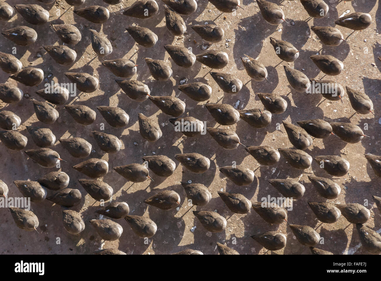 Eine Gruppe von Rotschenkel Vögel ruhen wie eine Herde Stockfoto