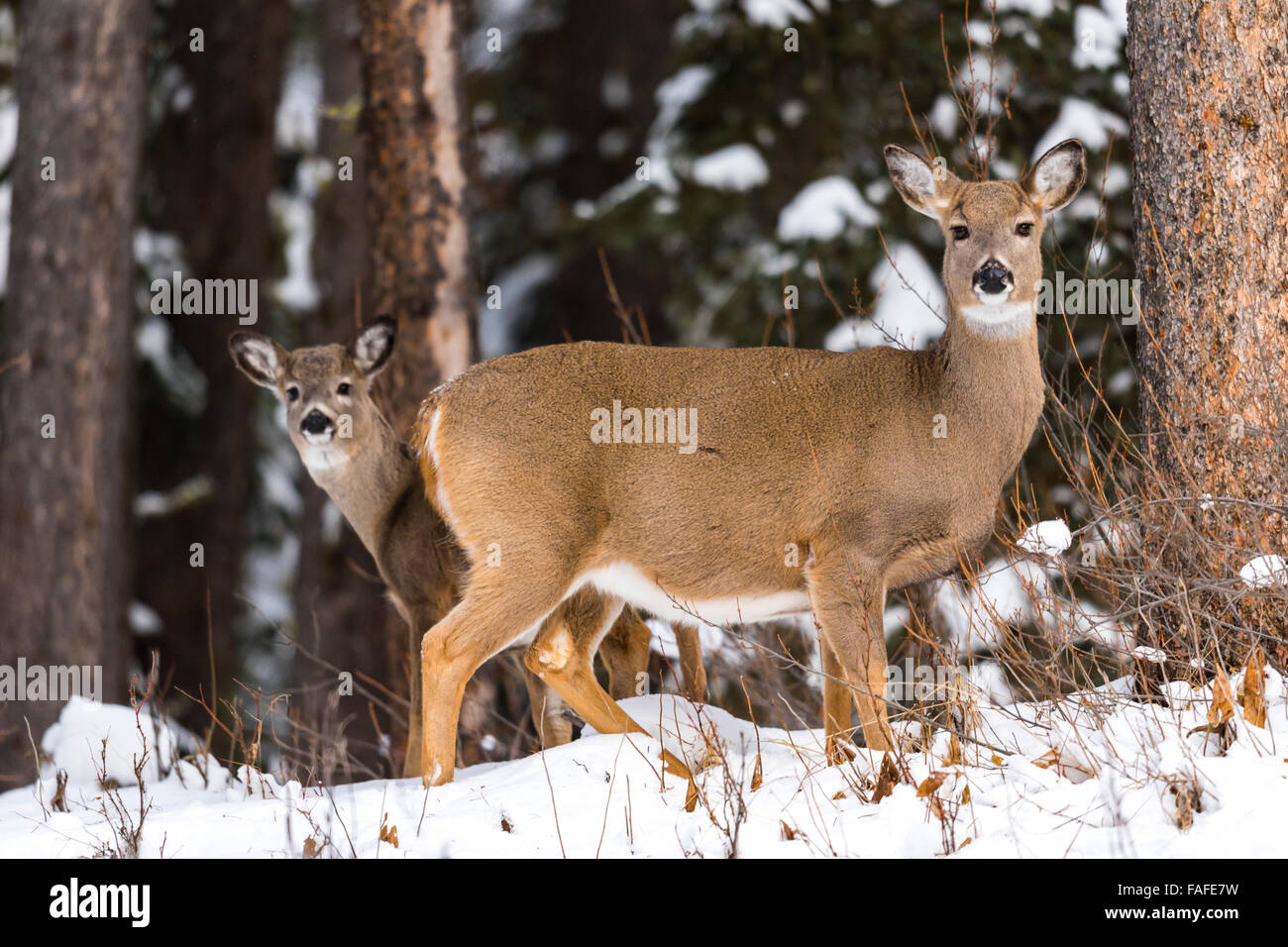 Wilde weiße tailed Hirsche im Schnee bedeckt Wald Alberta Kanada Stockfoto
