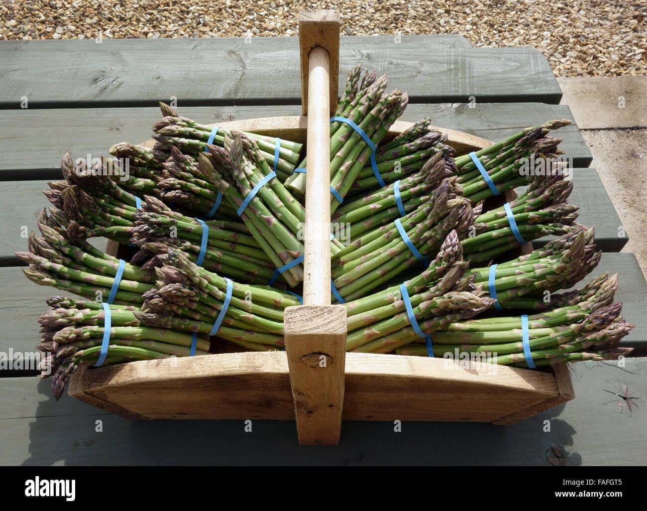 Dicke Speere der köstlichen englischen Spargel Stockfoto