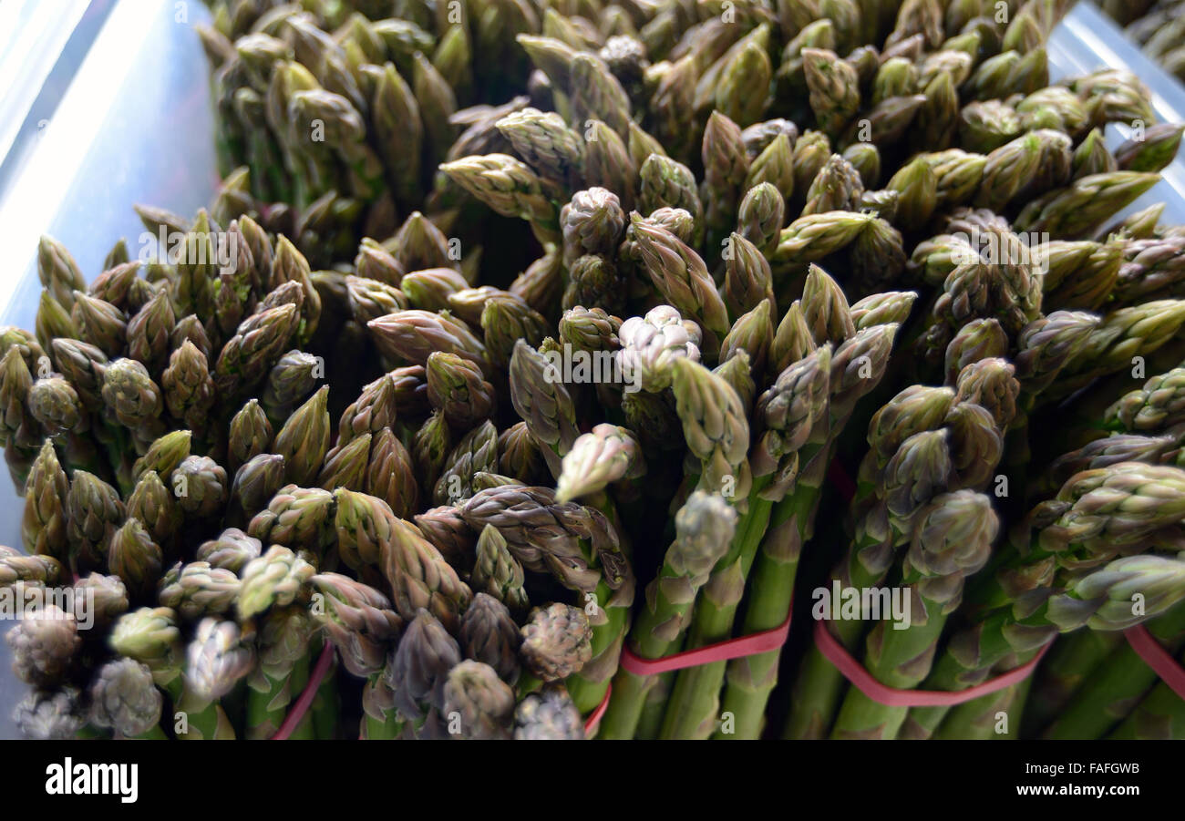 Dicke Speere der köstlichen englischen Spargel Stockfoto