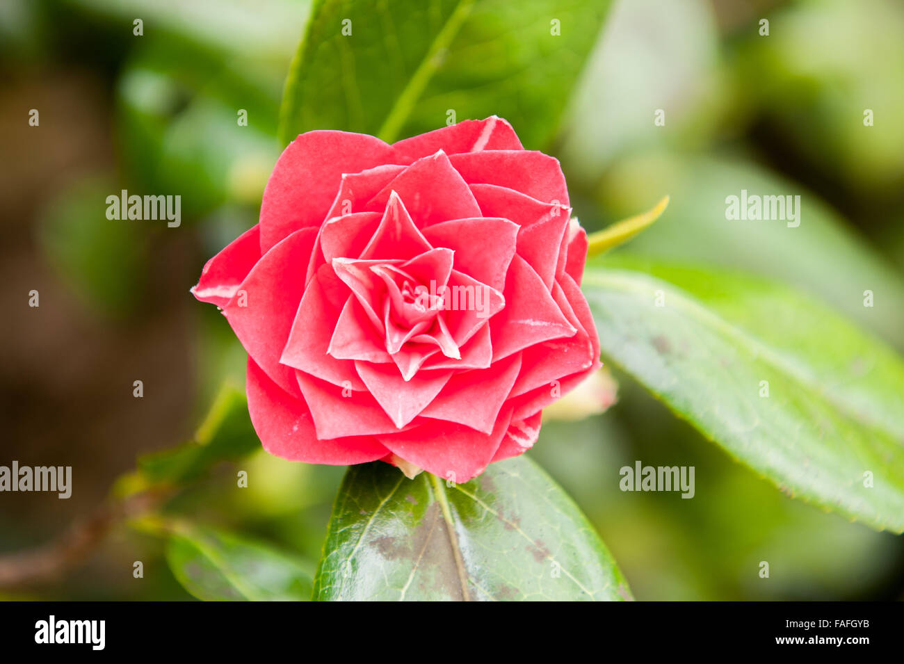 Nahaufnahme einer einzigartig aussehende rote farbige rose Blume Stockfoto