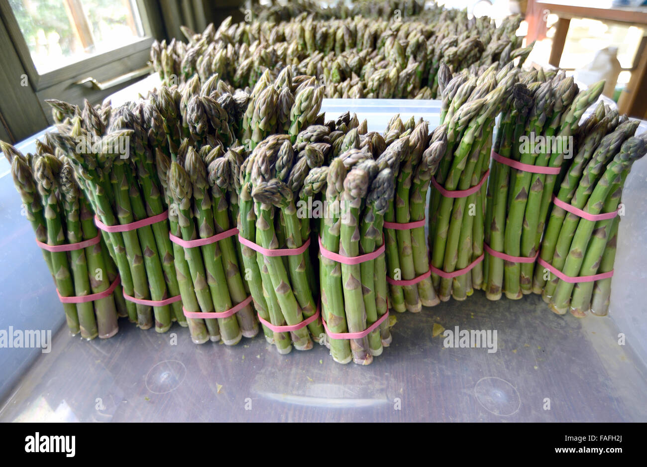 Dicke Speere der köstlichen englischen Spargel Stockfoto